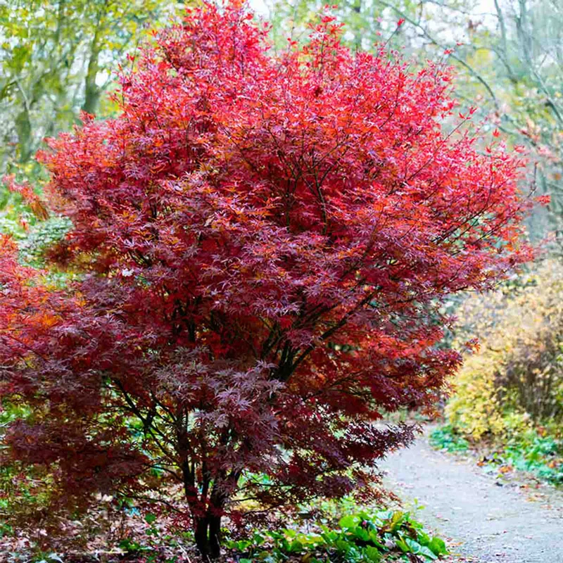 Trees on Sale